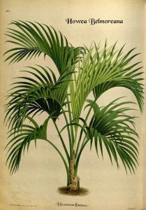 راهنمای نگهداری و پرورش گیاه نخل کنتیا- (Howea forsteriana (kentia palm