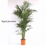 راهنمای نگهداری و پرورش گیاه نخل کنتیا-  (Howea forsteriana (kentia palm