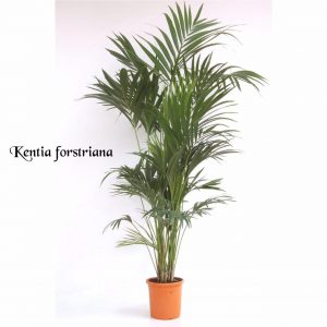 راهنمای نگهداری و پرورش گیاه نخل کنتیا- (Howea forsteriana (kentia palm