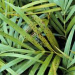 بیماری cylindrocladiom stigmina