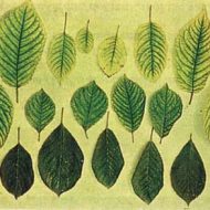 عوارض مصرف بیش از حد مواد غذایی در گیاه