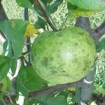 انواع بیماریهای درخت سیب  (۱)