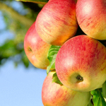 انواع بیماریهای درخت سیب  (۱)