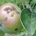 انواع بیماریهای درخت سیب  (۳)
