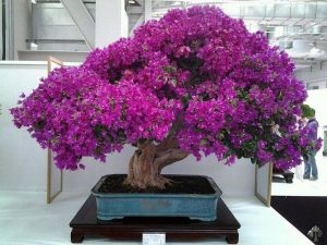 بن سای خود را در خانه بسازید - نکات مهم برای ساخت و طراحی بن سای