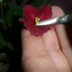 بنفشه آفریقایی- کهربا-۱۶