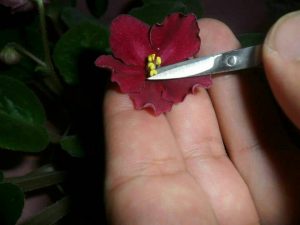 بنفشه آفریقایی - نکات مهم و سوالات متداول در زمینه نگهداری و تکثیر