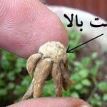 توضیحات کامل در ارتباط با روش نگهداری گل آلاله و نحوه -۶تکثیر آن-kahroba-shop.ir