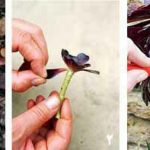 روش تکثیر گیاه آئونیوم