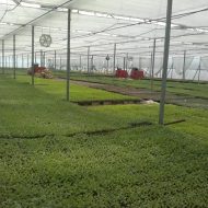 مزایای کاشت نشا به جای بذر در زمین