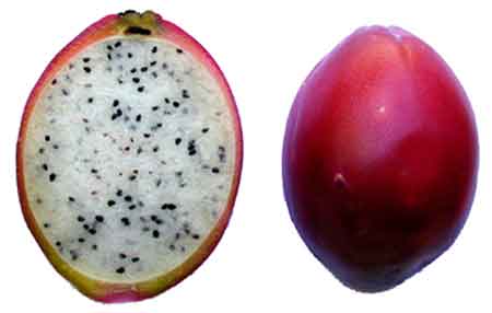 معرفی انواع میوه های خوراکی کاکتوس ها و فواید دارویی مصرف آن ها