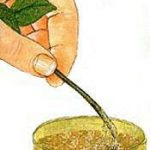 معرفی خانواده فیکوس و انواع آن بهمراه معرفی آفت ها و روش تکثیر و هرس -۱۱