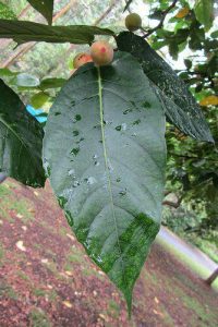 Ficus aspera