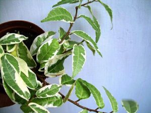 Ficus elastica variegata