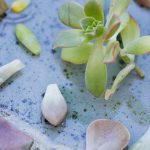 نحوه صحیح جدا کردن قلمه ساقه و برگ برای تکثیر گیاه آئونیوم