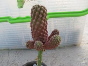 آموزش نحوه پیوند بذر کاکتوس بر روی پرسکیا