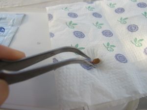 آموزش نحوه پیوند بذر کاکتوس بر روی پرسکیا