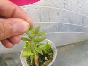 آموزش نحوه پیوند بذر کاکتوس بر روی پرسکیا